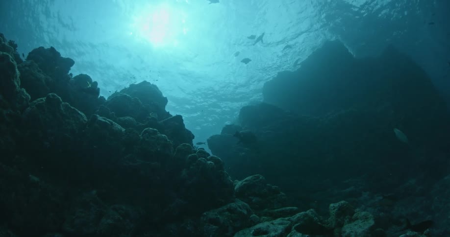 Seal swimming near fish by the ocean floor