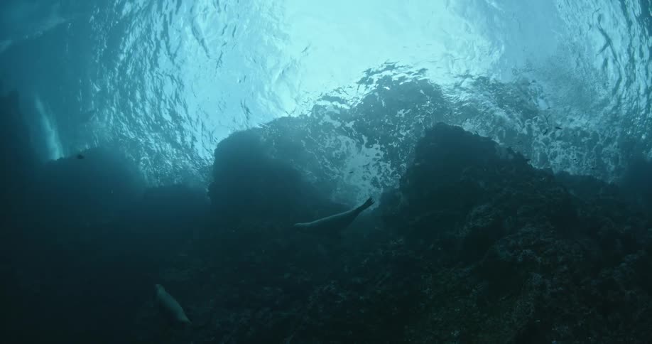 Seal swims underwater near the surface