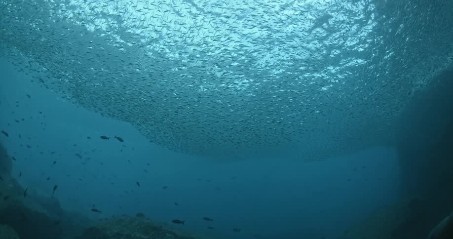 A school of fish swim in the ocean