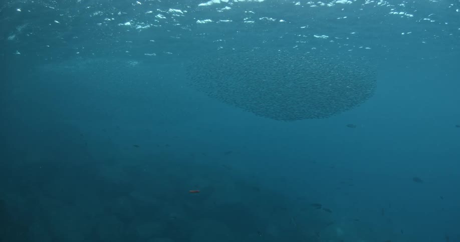 A school of fish swim in the ocean