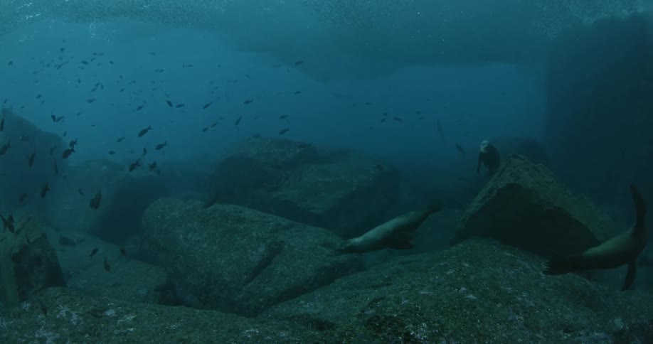 Fish and sea lions swim near the rocky ocean floor
