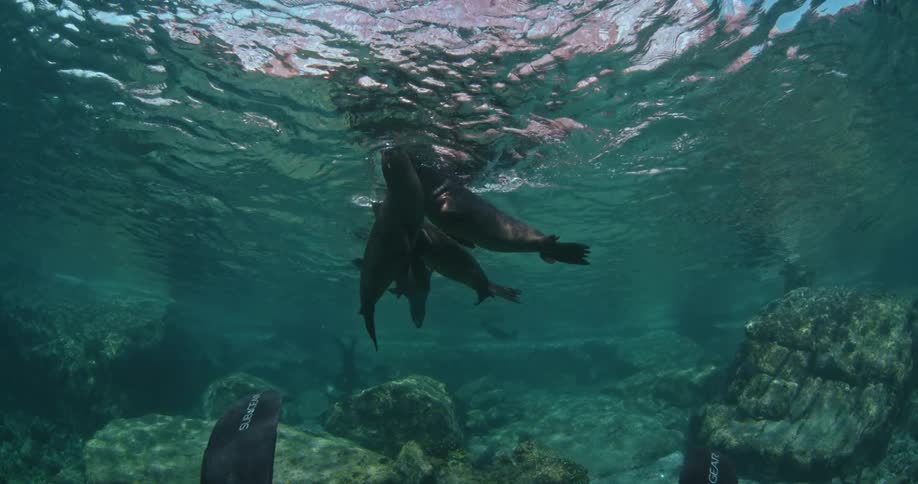 A diver observes sea lions swimming in the ocean