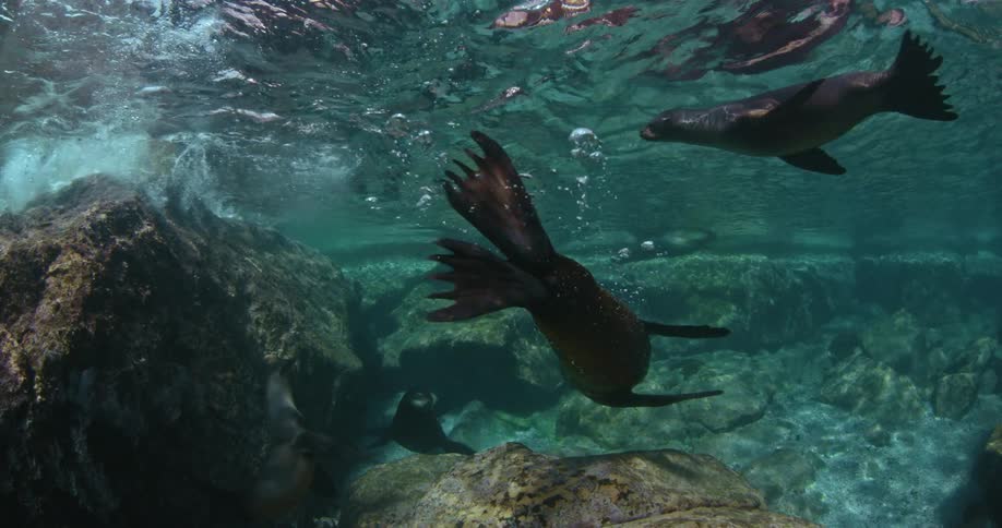 Seals swim in the water around rocks