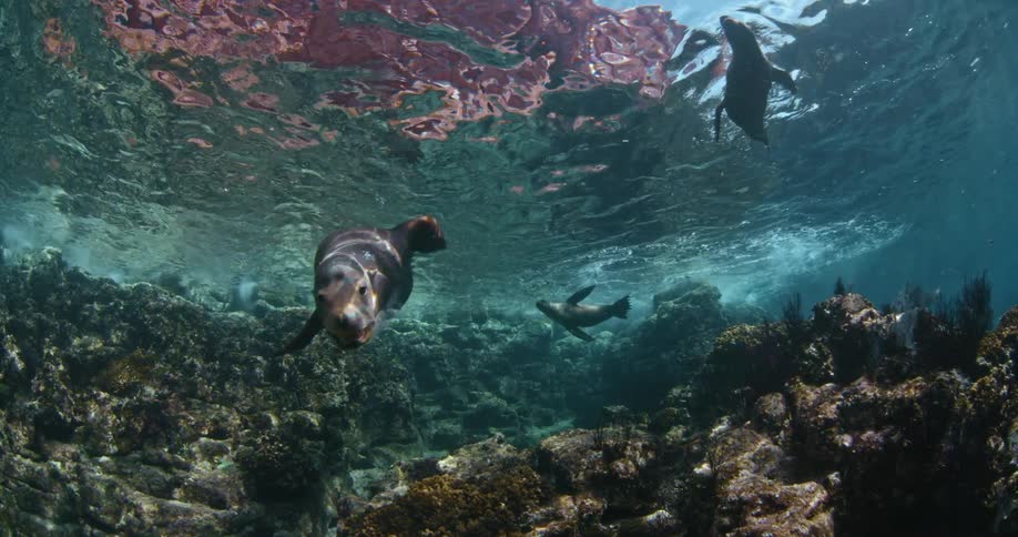 Sea lions swim in the ocean