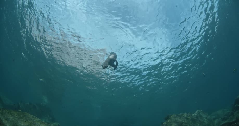 Seal swimming in very clear waters