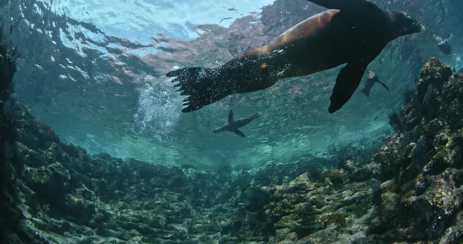 Sea lions swim in the ocean