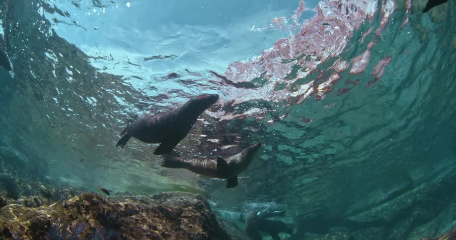 Sea lions swim in the ocean