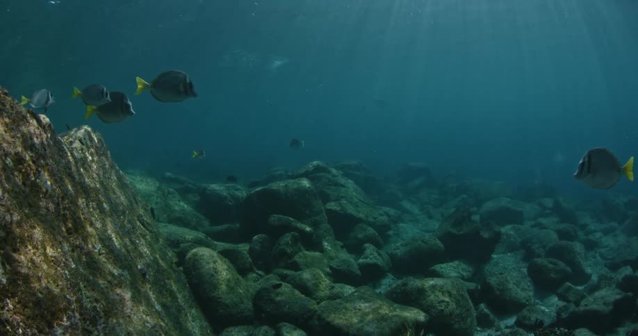 Fish swim near the rocky ocean floor