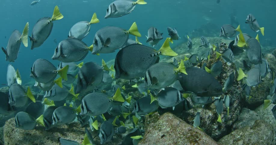 School of fish swimming over rocks