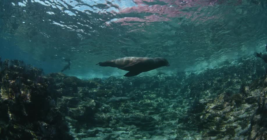 Sea lions swim in the ocean