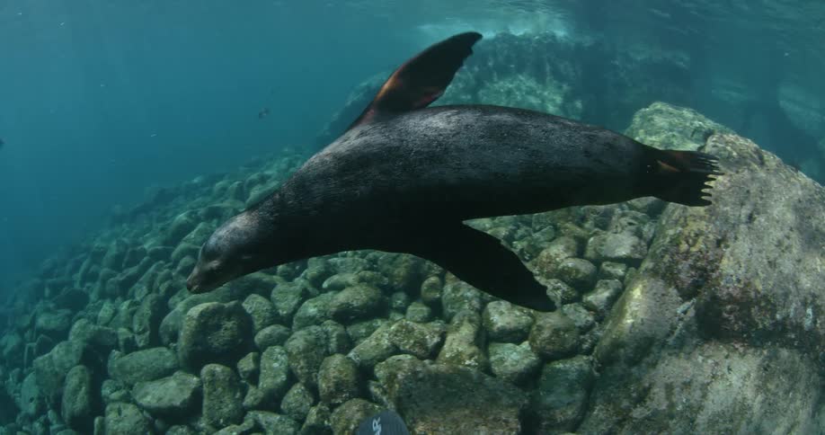 Sea lions are swimming under the water during daylight