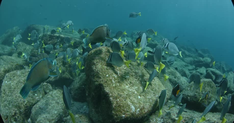 School of fish swimming near ocean rocks