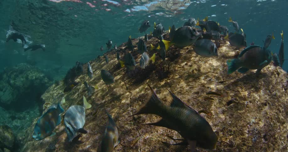A small group of fish are swimming around a brown rock