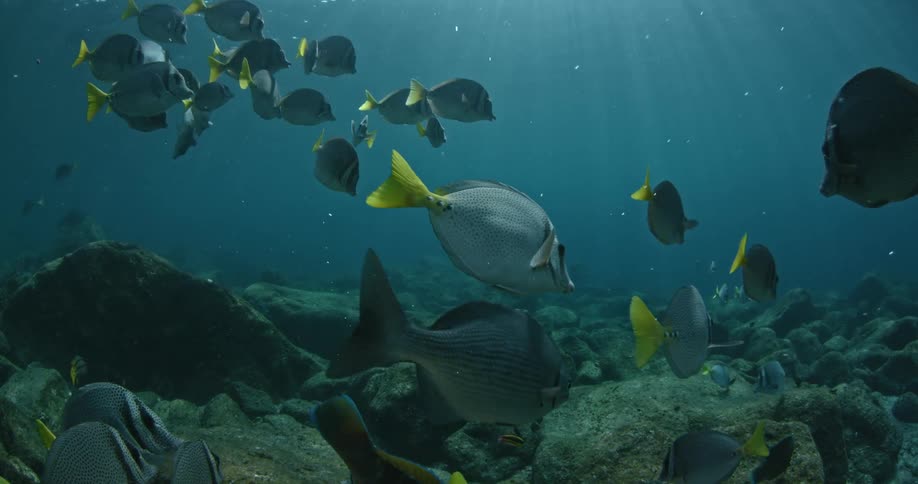 A school of fish is swimming above a rocky sea floor