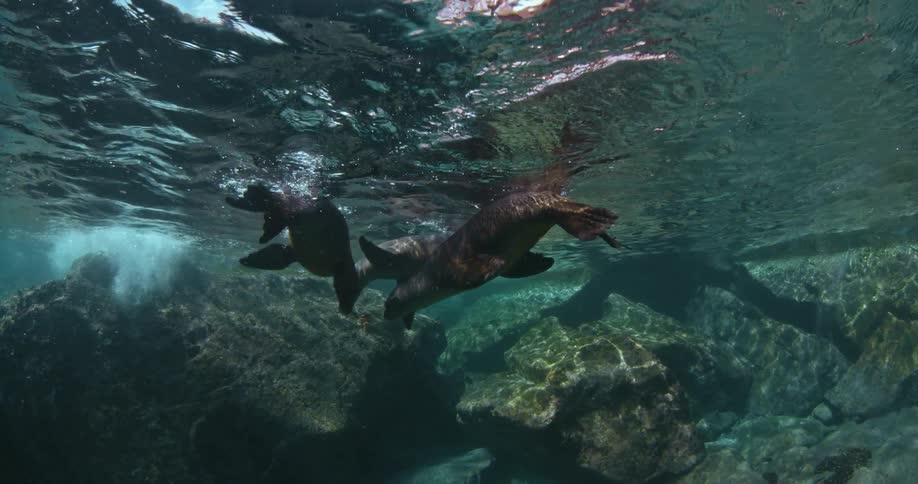 A trio of seals swims near a rock formation