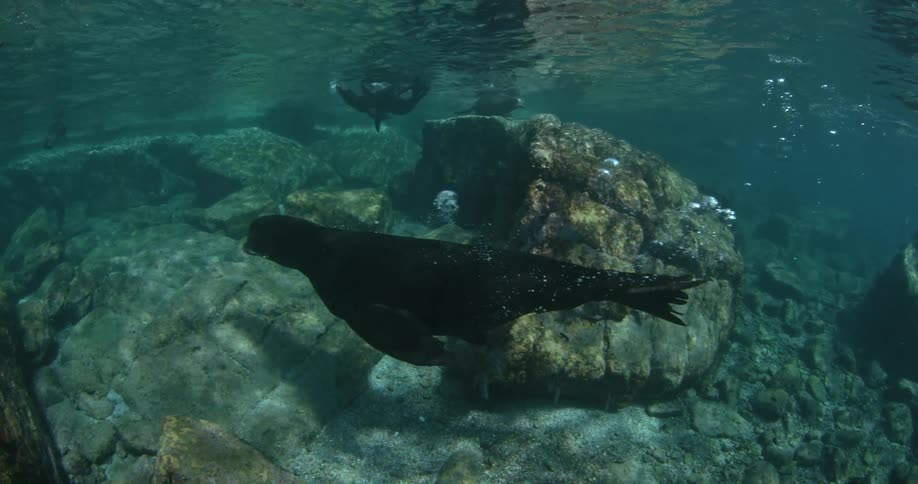 Seals swim under water around rocks