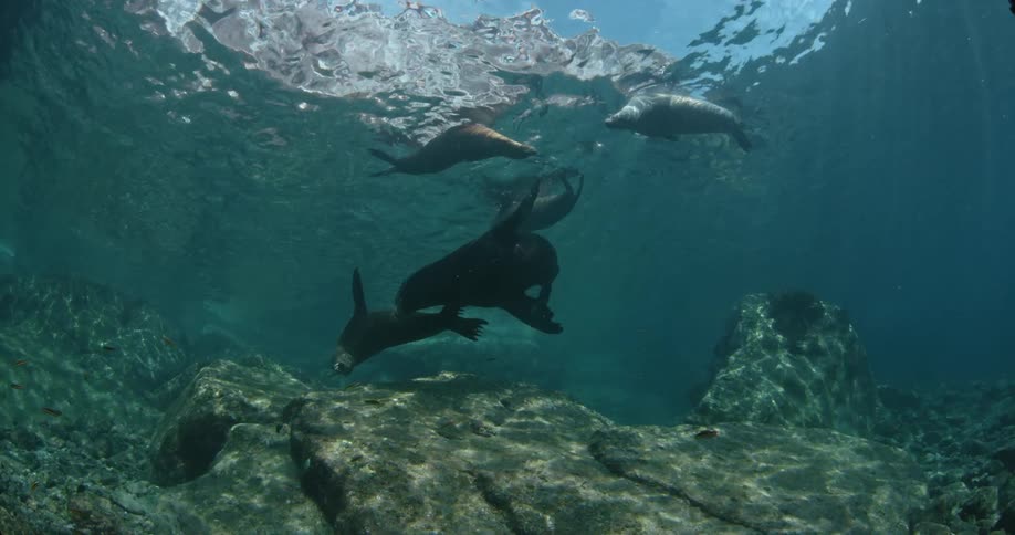 A seal swims past some fish underwater