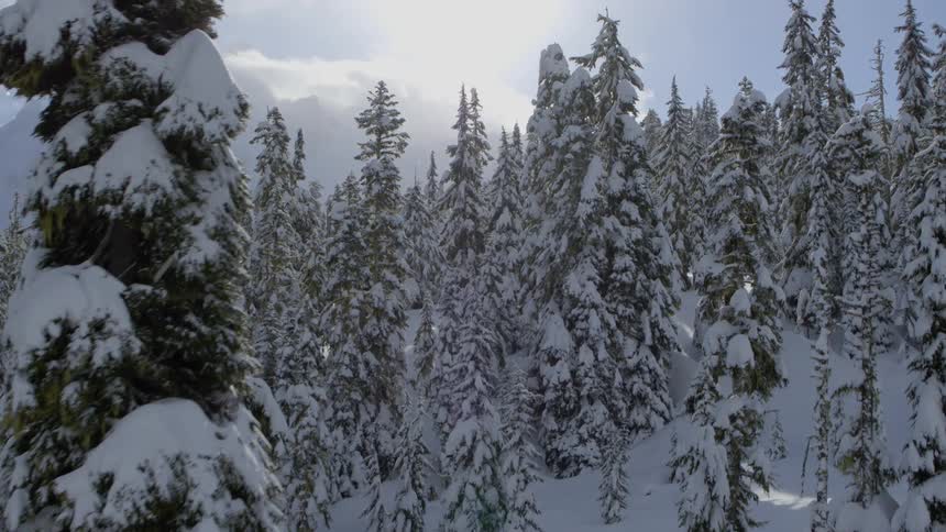 Deep snow blankets a quiet and beautiful mountain forest as flurries fall from the sky