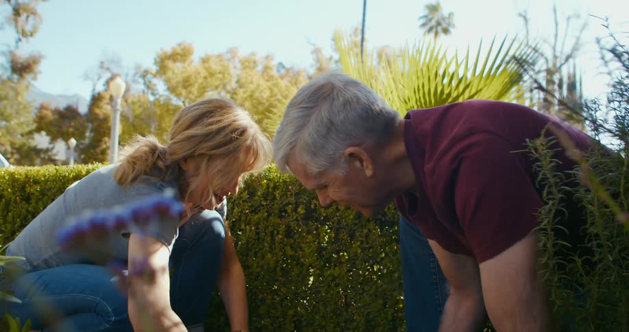 A middleaged couple are planting flowers in their yard during the day
