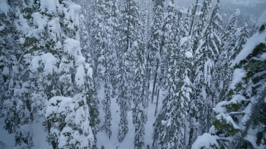 Dynamic pullback descent through the trees of a mountainside forest as snow falls from the sky