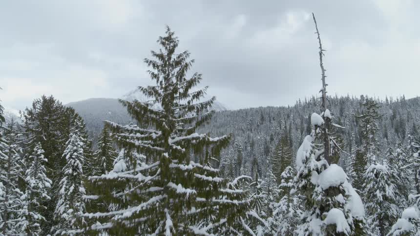Ascending through the tree tops to reveal a snow dusted mountain valley