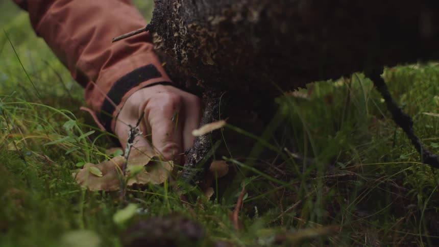 Mushroom in the grass is being picked