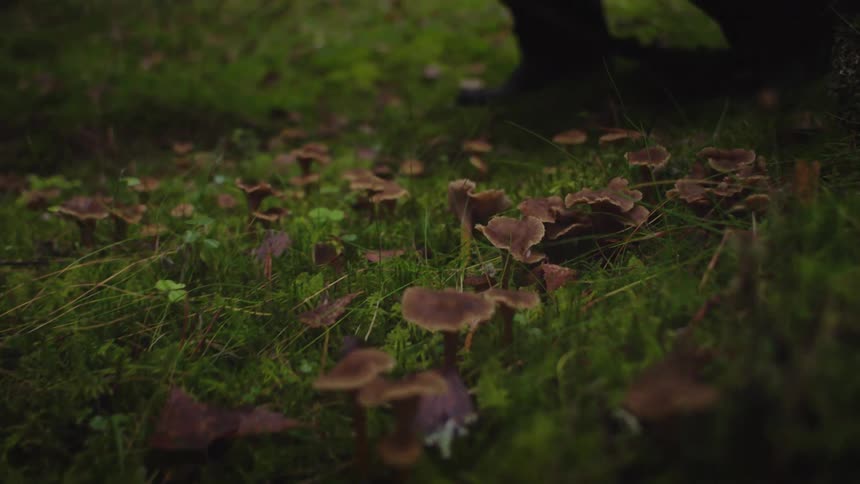 A gloved hand reaches down toward wild mushrooms growing in grass