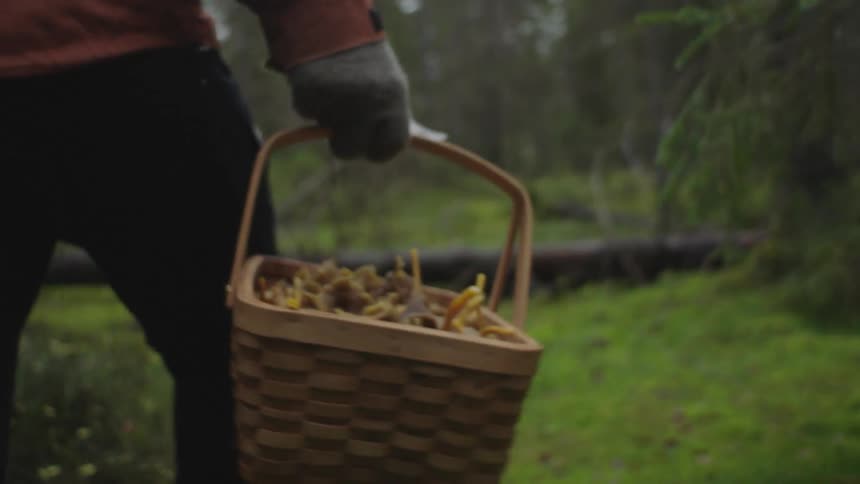 A person carries a wicker basket of mushrooms while walking through a forest during the day