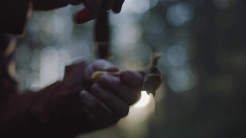 A woman picks a mushroom from the ground and dusts it off