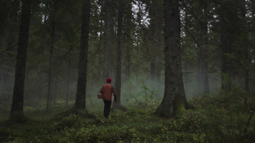 A person holding a basket walks through the foggy forest in the evening