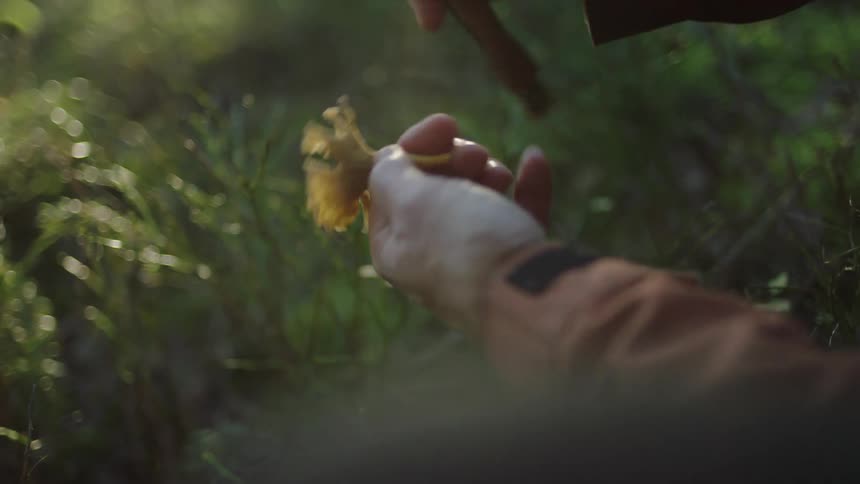 A man is picking flowers outdoors during the day