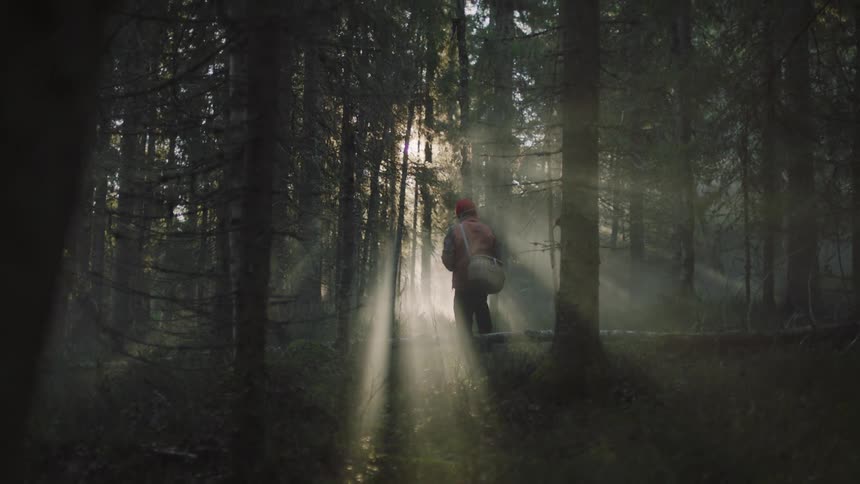 A person hiking alone in a sunny forest with tall trees