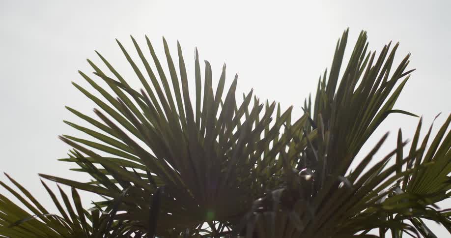 Palm tree leaves moving in the breeze on a cloudy day