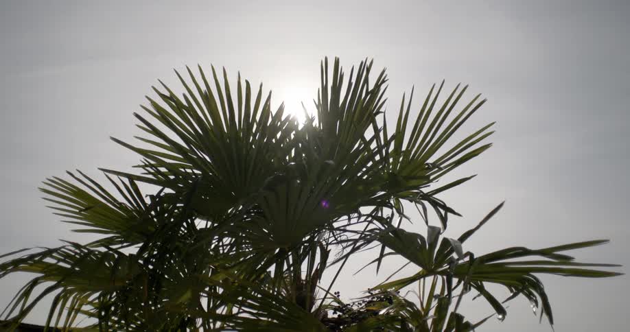 Sunlight filtering through the leafs of a palm tree