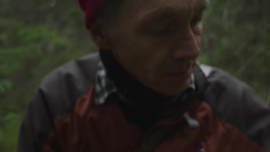 Mature man picking berries in the forest at morning