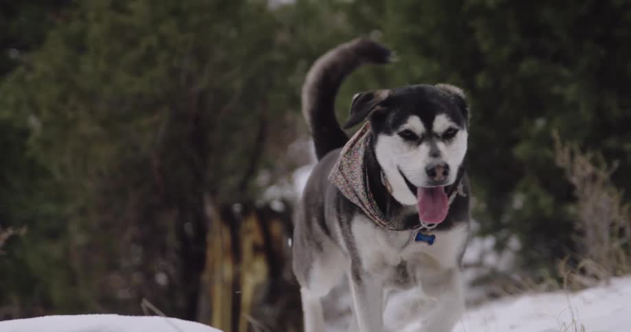 Dog wearing a scarf walking on the snow in the hills