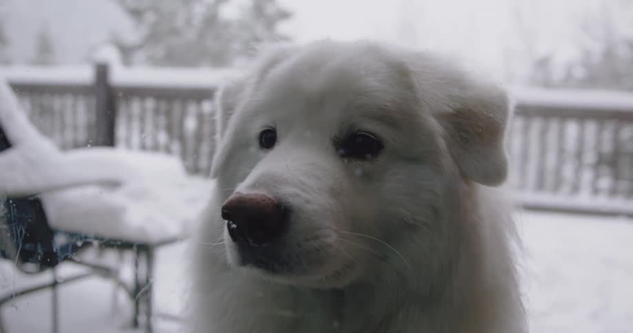 A dog is sitting outdoors in winter