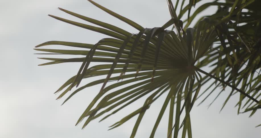 Palm tree leaves moving in the breeze on a cloudy day