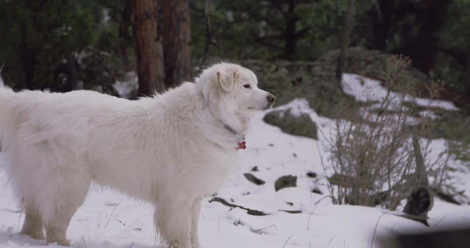 A dog standing in a forest floor with snow with plants and trees in the background