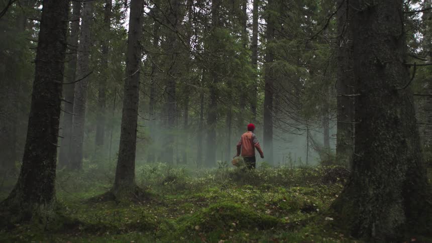 Man carrying a basket walks through the mist in the forest at morning