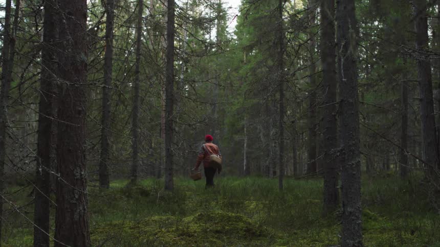 A person is hiking through a wooded forest during the day