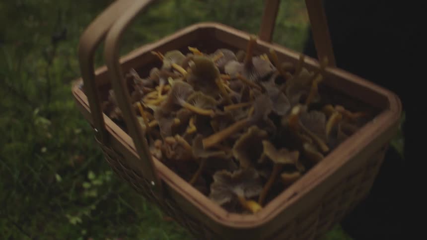 A man carries a basket full of picked mushrooms while scavenging in a forest