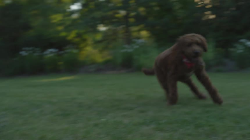 Dog running on grass
