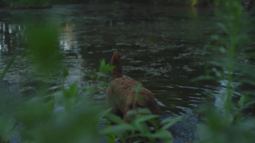 Brown curly haired dog wading in lake jumps toward shore and runs