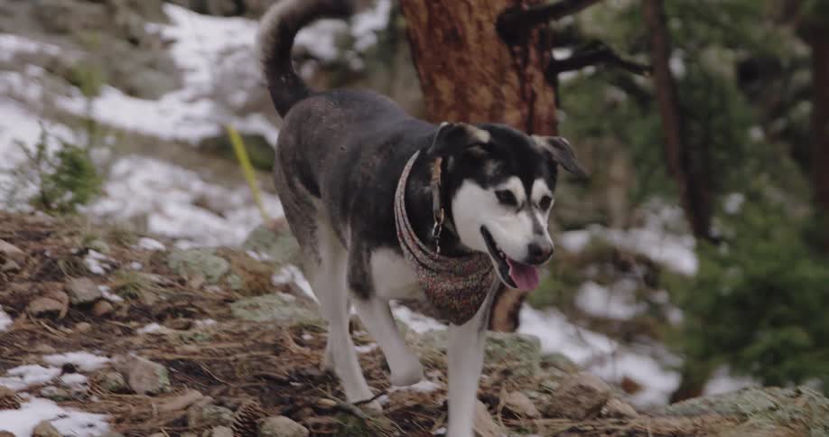 A dog happily trots over a rocky and snow covered slope near a forest