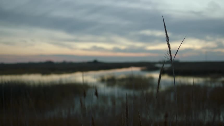 A blade of grass with marsh beyond it reflects sunset light off the water