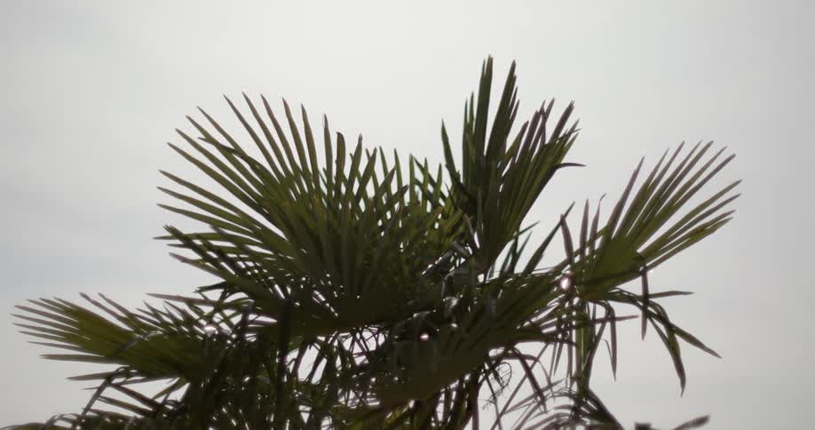 Palm tree leaves waving in the wind on an overcast day