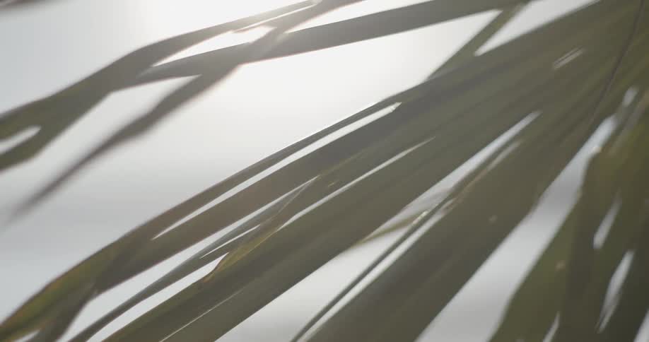 Bright sun shines through palm fronds waving in the wind