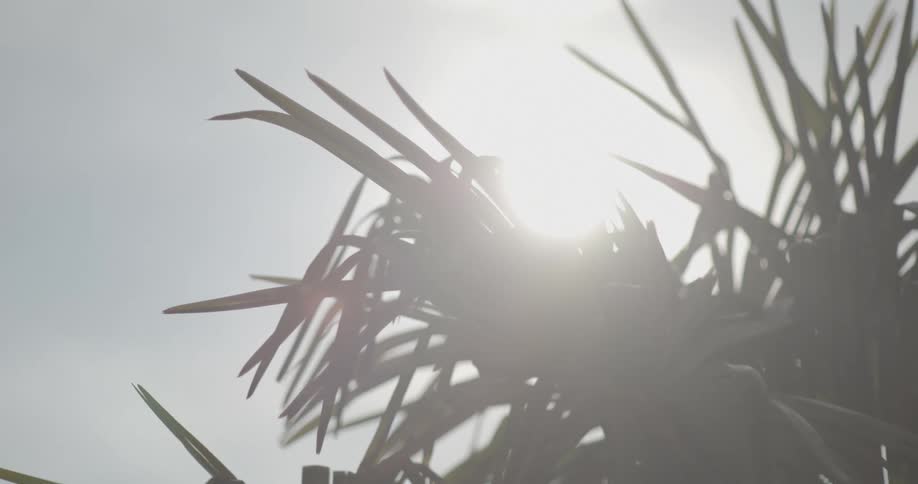 The sun shining down on leaves on a plant