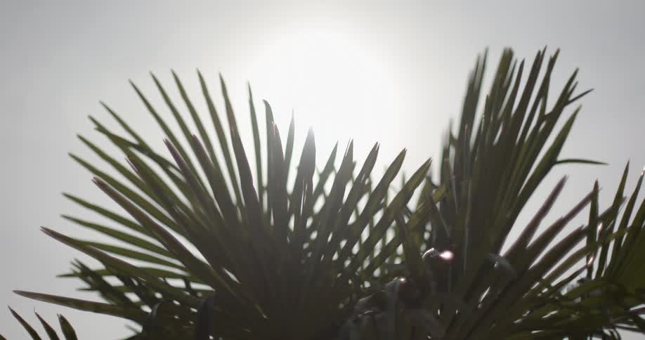 A view of a tree outdoors during the day